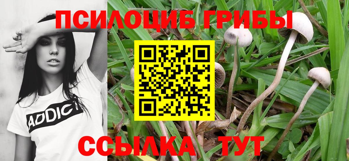 Псилоцибиновые грибы Cubensis  Вход с VPN  Большой Камень  Псилоцибиновые грибы Psilocybine cubensis 